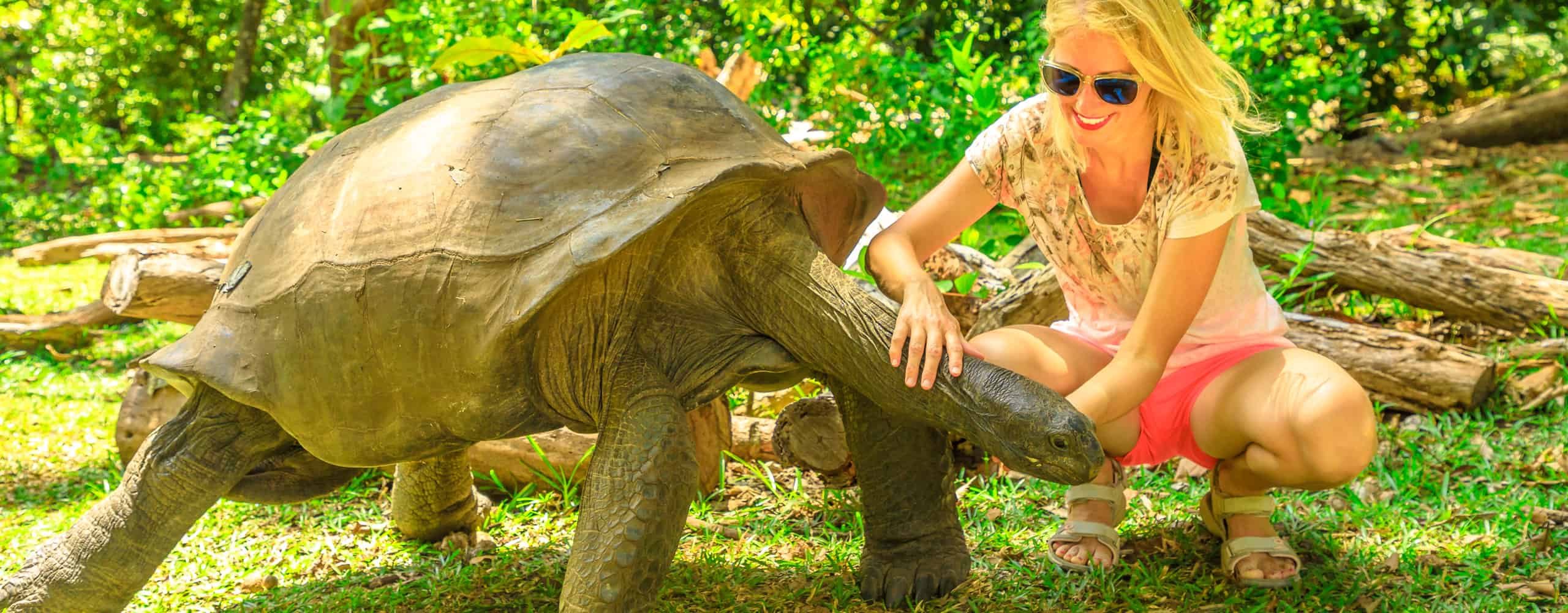 Aldabra Tortoise